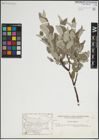 Foto von Salix lapponum L.